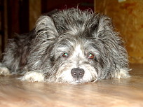 Hund Bilbo, verstorben 2013