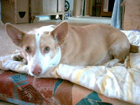 Hund Samson, verstorben 2009