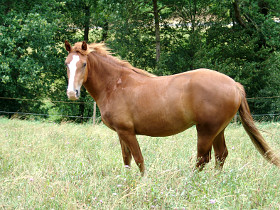 Pferd Frida