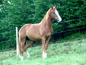 Pferd Frida